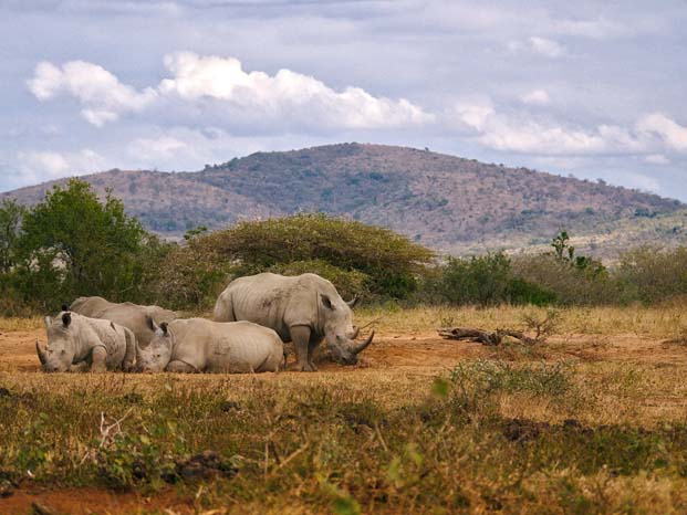 5 Days Highlights of Kenya Safari Experience